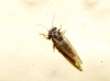 Cacopsylla sp. Cacopsylla sp.