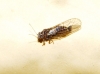 Cacopsylla sp. Cacopsylla sp.