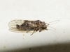 Cacopsylla sp. Cacopsylla sp.