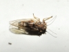 Cacopsylla sp. Cacopsylla sp.