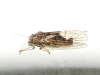 Cacopsylla sp. Cacopsylla sp.