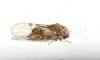 Cacopsylla sp. Cacopsylla sp.