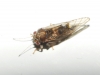 Cacopsylla sp. Cacopsylla sp.