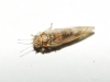 Cacopsylla sp. Cacopsylla sp.