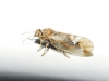 Cacopsylla sp. Cacopsylla sp.