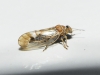 Cacopsylla sp. Cacopsylla sp.