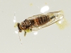 Cacopsylla sp. Cacopsylla sp.