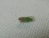 Cacopsylla sp. Cacopsylla sp.