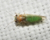 Cacopsylla sp. Cacopsylla sp.