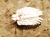 Orthezia urticae