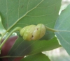 Pemphigus protospirae Pemphigus protospirae