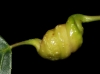 Pemphigus protospirae Pemphigus protospirae