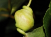 Pemphigus protospirae Pemphigus protospirae