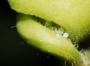 Pemphigus protospirae Pemphigus protospirae
