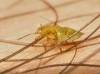 Psyllidae ? 2d3