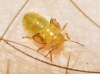 Psyllidae ? 3d3