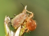 Sitobion avenae
