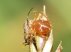 Sitobion avenae