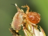 Sitobion avenae