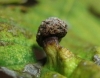 Tetraneura sp.