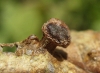 Tetraneura sp.
