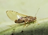 Trioza trisignata