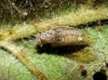 Trioza trisignata