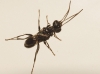 Ampulex fasciata Jurine, 1807 Ampulex fasciata Jurine, 1807