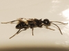 Ampulex fasciata Jurine, 1807 Ampulex fasciata Jurine, 1807