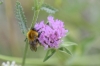 Bombus humilis Illiger 1806