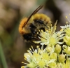 Bombus pascuorum (Scopoli 1763)