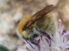 Bombus pascuorum (Scopoli 1763)