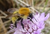 Bombus pascuorum (Scopoli 1763)