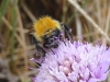 Bombus pascuorum (Scopoli 1763)