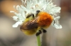Bombus pascuorum (Scopoli 1763)