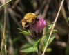 Bombus pascuorum (Scopoli 1763) [?]