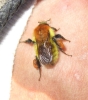 Bombus pascuorum (Scopoli 1763)