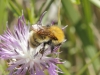 Bombus pascuorum (Scopoli 1763)
