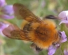Bombus pascuorum (Scopoli 1763)