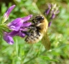 Bombus pascuorum (Scopoli 1763)
