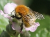 Bombus pascuorum (Scopoli 1763)