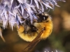 Bombus pascuorum (Scopoli 1763)