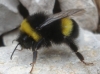 Bombus terrestris (Linnaeus 1758)