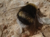 Bombus terrestris (Linnaeus 1758) [?]