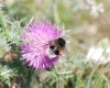 Bombus terrestris (Linnaeus 1758)