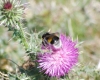 Bombus terrestris (Linnaeus 1758)