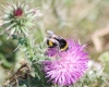 Bombus terrestris (Linnaeus 1758)