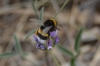 Bombus terrestris (Linnaeus 1758)