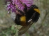 Bombus terrestris lusitanicus Krüger 1956
