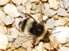 Bombus terrestris lusitanicus Krüger 1956